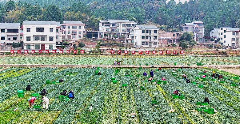 冬種蔬菜促增收